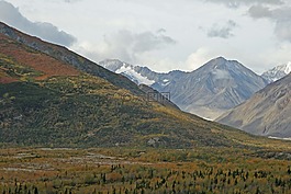 阿拉斯加州,森林,山