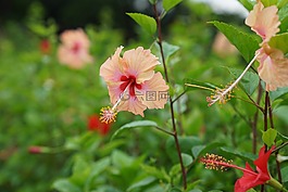 槿,熱帶,hibisceae