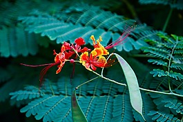 花,春天,花園