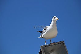 海鷗,燈籠,天空