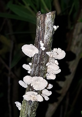 真菌,支架真菌,架子菌類