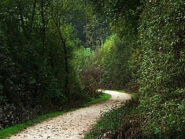森林路徑,樹木,森林