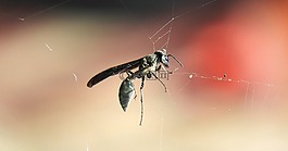 昆蟲,性質(zhì),黃蜂