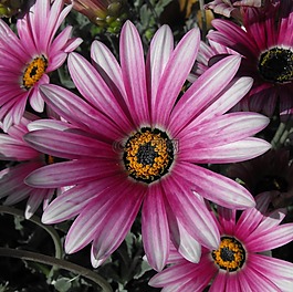 雛菊,花,盛開