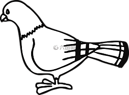 鴿子,鳥,動物