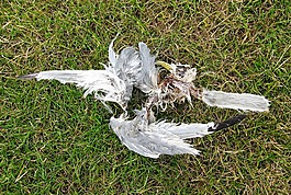 死亡,鳥,鷗