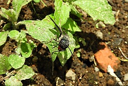 性質(zhì),昆蟲(chóng),葉