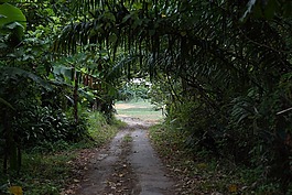 农村公路,热带地区,绿色隧道