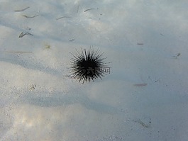 海膽,海,刺猬