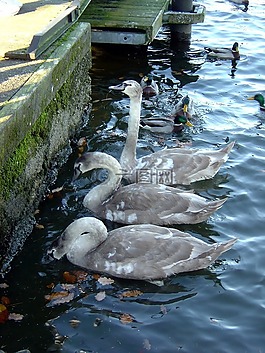 天鵝,小天鵝,野生動物