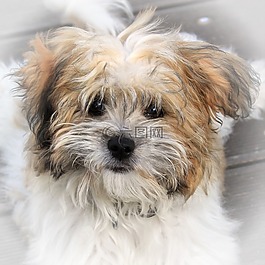 狗,寵物,小獵犬
