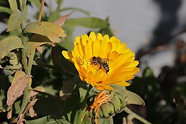蜜蜂,小姐,再次hofen