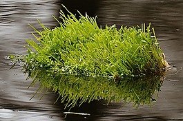 水,湖,草地