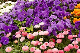 雛菊,獅子頭,花多