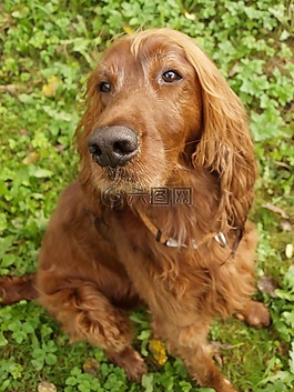 狗,獵犬,布朗