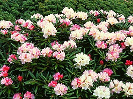 鲜花,牦牛的杜鹃花,屋久的高地