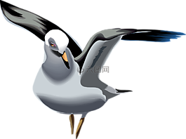 海鷗,鳥,翅膀