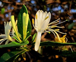花,盛開,金銀花