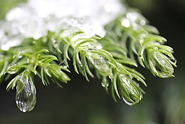 植物區(qū)系,特寫,葉