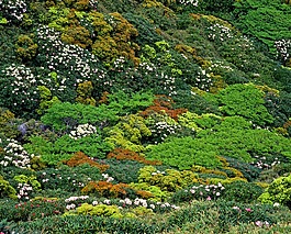 植被,屋久的高地,牦牛的杜鹃花