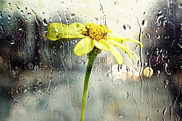 雨,湿,窗口