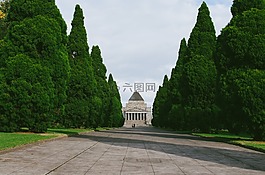 樹,綠色,草