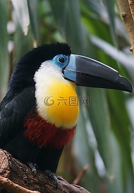 大嘴鳥,鳥,動物