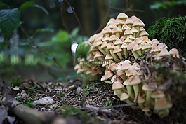 森林,蘑菇,秋季