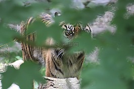 貓科動物,虎,捉迷藏