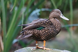 ruderente,鴨,動物