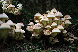 森林,蘑菇,蘑菇采摘