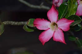 杜鵑,花,沙漠之花