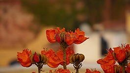 植物區(qū)系,natura,美麗