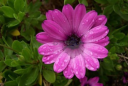花,性質(zhì),綠色