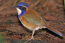 blaukopferdracke,鸟,动物