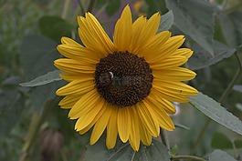 太陽花,性質(zhì),開花