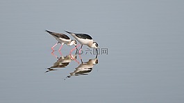 夫婦,食品,搜索