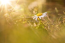 太阳,花,雏菊