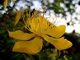 花,盛開,黃色