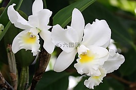 蘭花,白,花