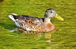 鴨,水禽,鳥