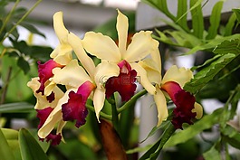 蘭花,鮮花,倒掛金鐘