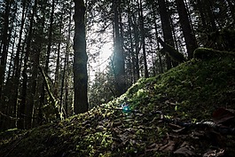 高原,綠色,草