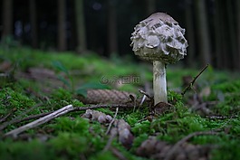 森林,蘑菇,秋季
