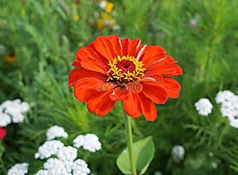 花,開花,草地