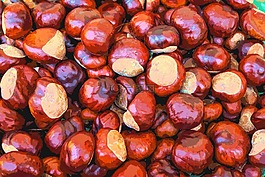 板栗,秋季,颜色