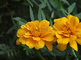 花卉,橙色,拖放