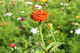 花,開花,草地