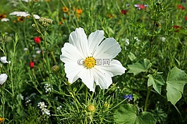 花,開花,草地