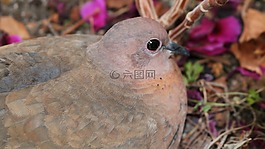 鴿子,鳥,花盆